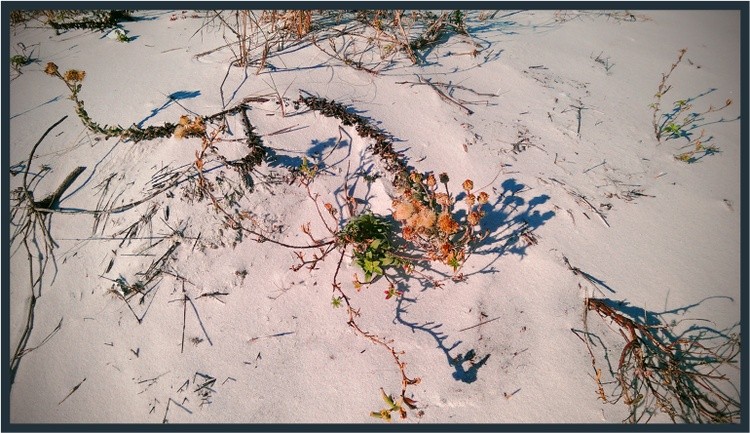 Beach Growth Abstract