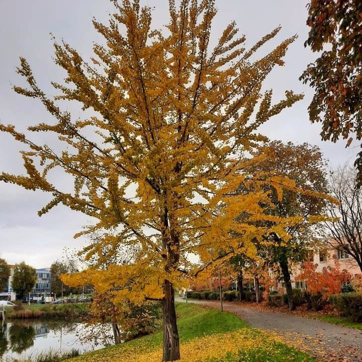 GINGKO  TREE.