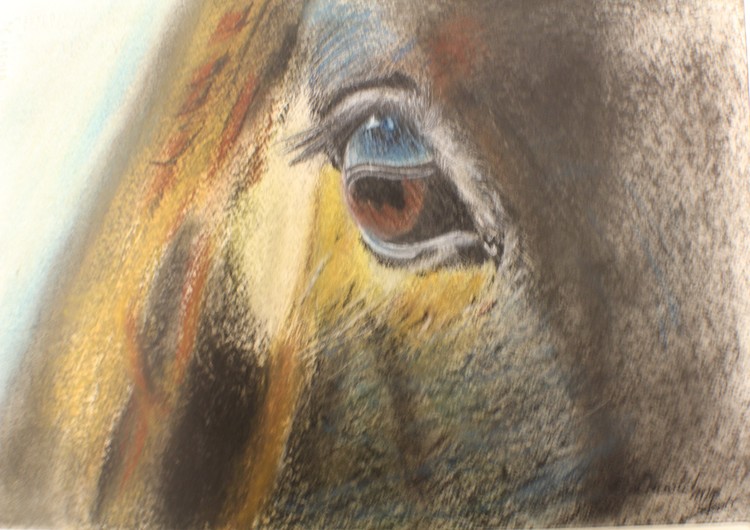 Eye of the Horse