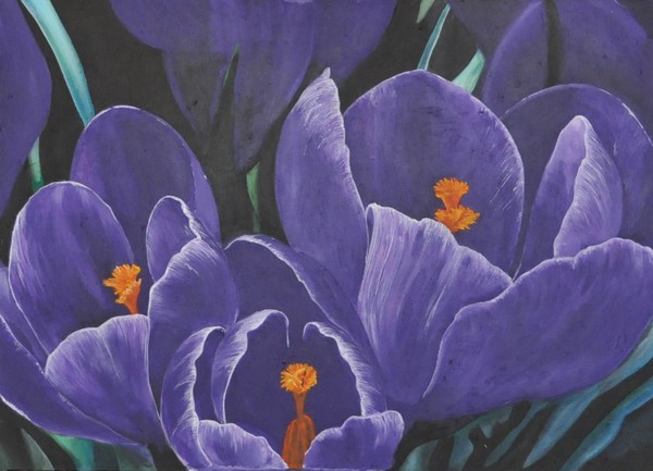 CROCUS
