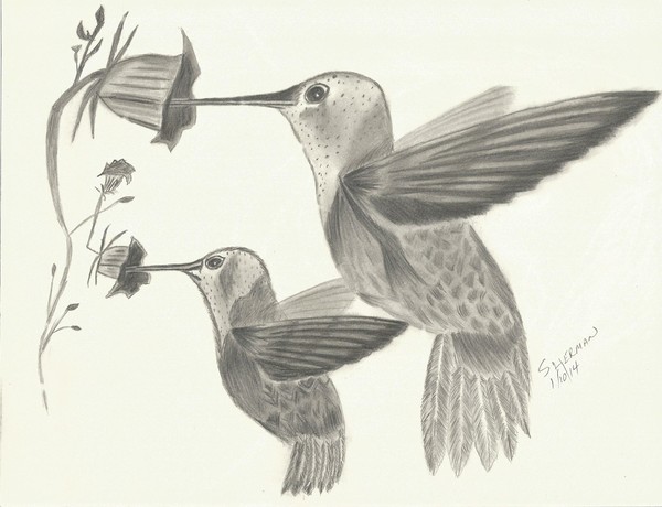 Hummingbirds