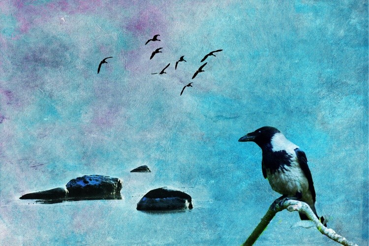 Bird of Wisdom