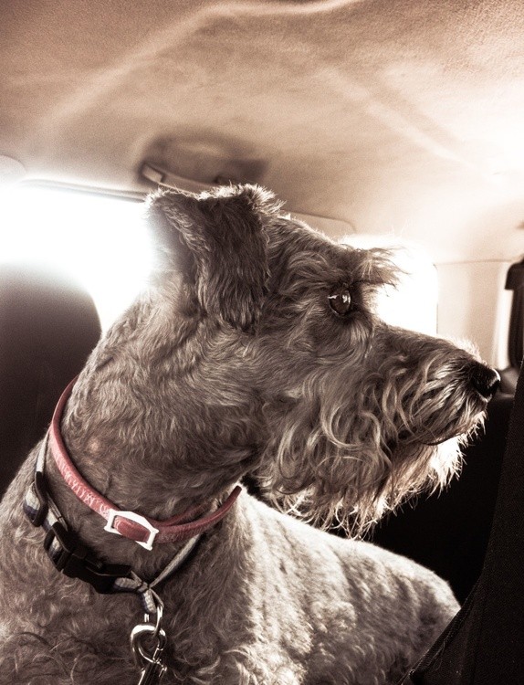 Karen Muro dog