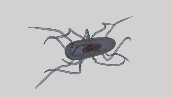 3D Bacteria