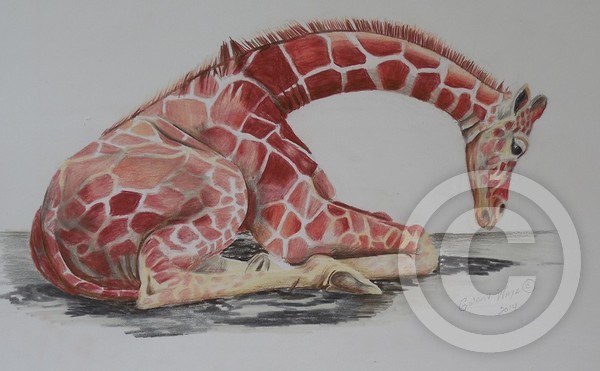 Giraffe 