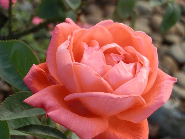 bloom by paradoxox d5i9nmp