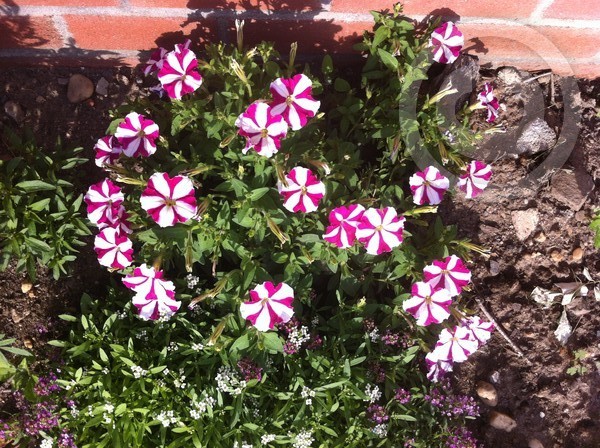 frflowers
