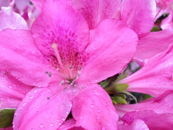 Close up
