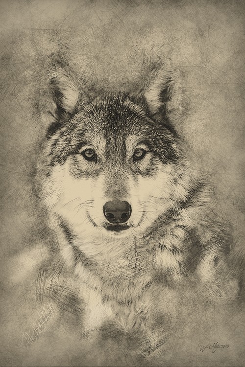 Beautiful Timber Wolf Pencil Pencil Illustration