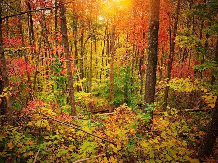 Bright Woods 