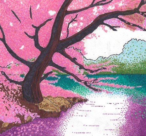 cherry blossoms by calm water