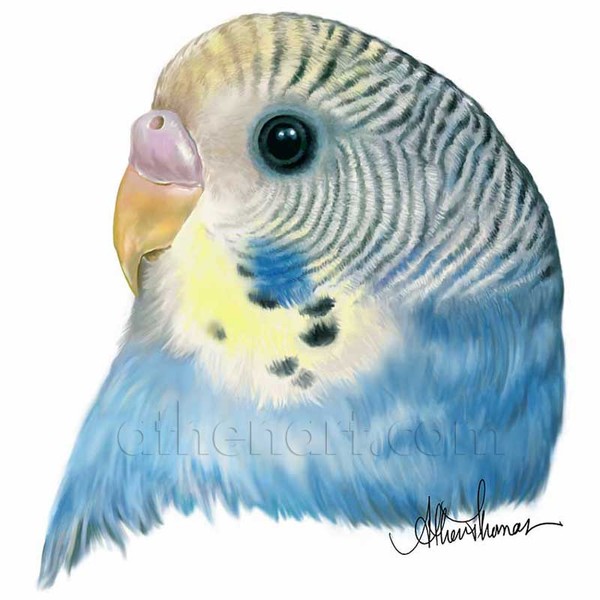 Cute Little Budgie