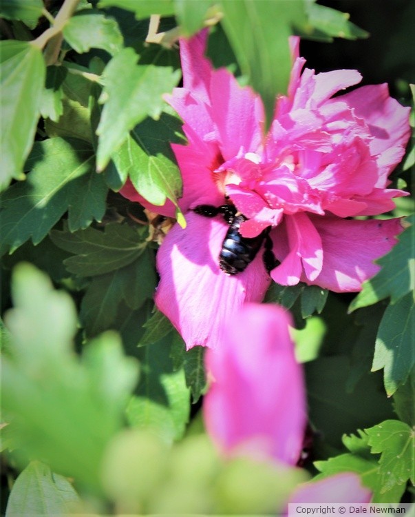 Refuge in the Pink