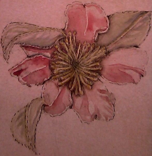 Camellia Japonica Watercolor
