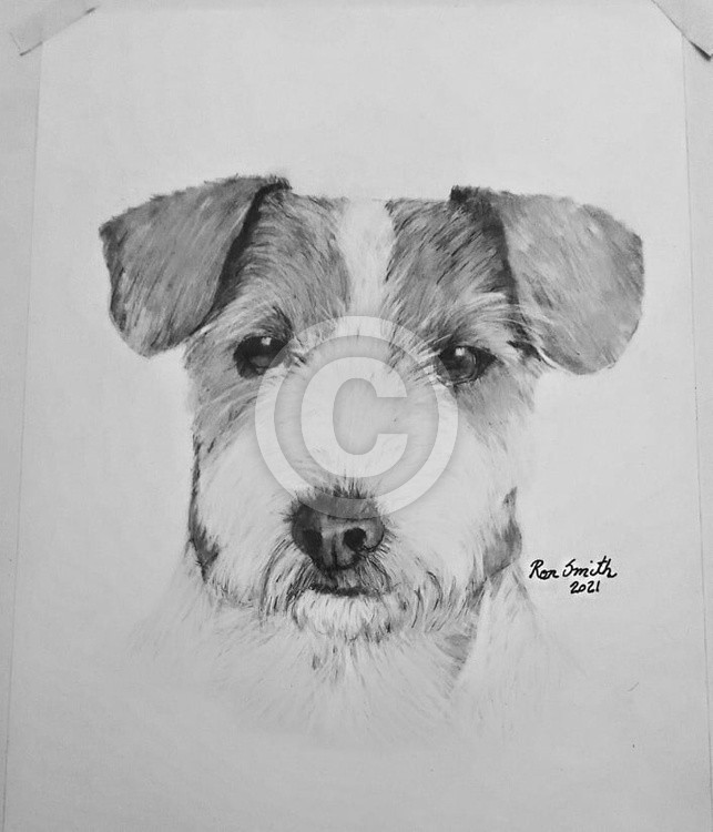 Jack Russell