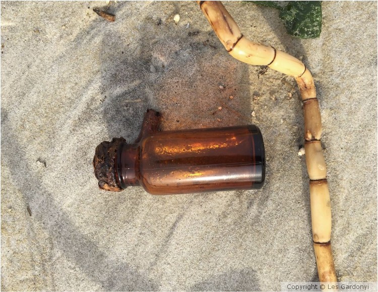 Brown bottle and seaweed