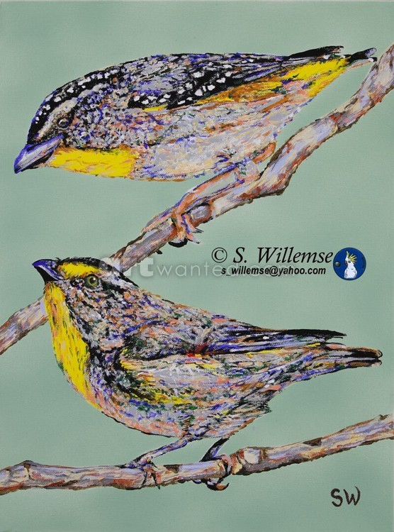 Pardalotes 