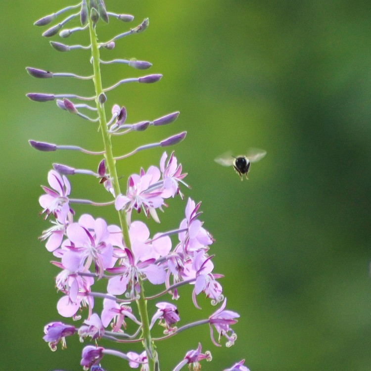 Buzzy