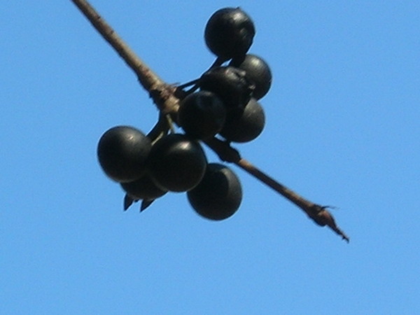 Berries in the Sun