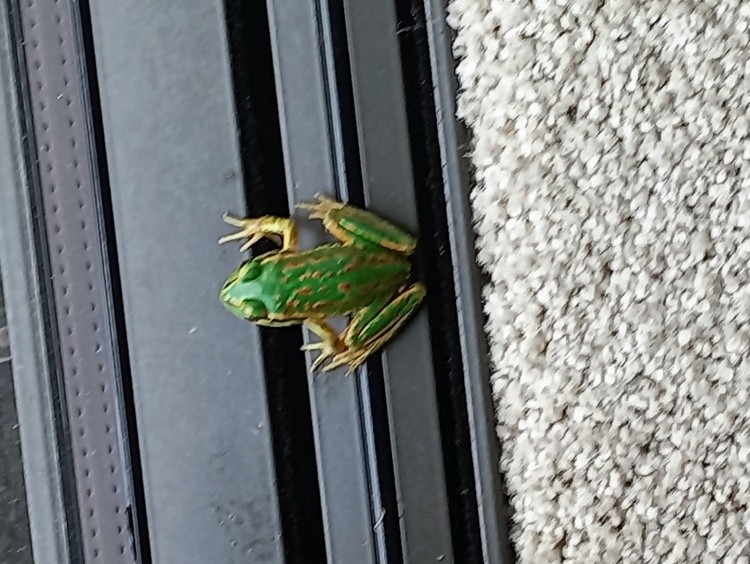 A little visitor