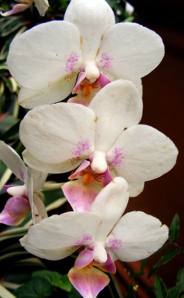 White Orchid 1