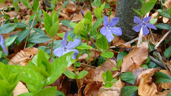 undergrow