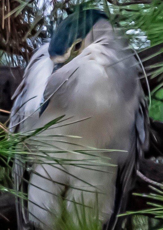 Night Heron - September 18 2024