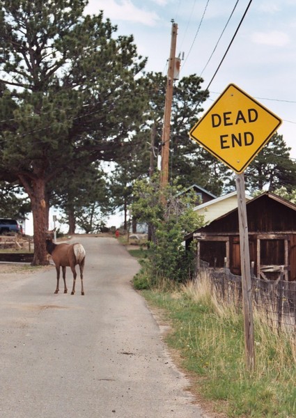 Estes Elk