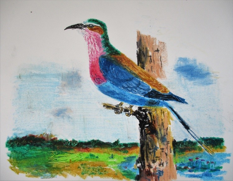 Lilac Breasted Roller
