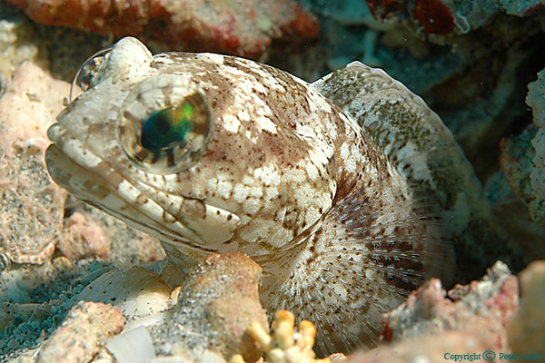 Banded Jawfish