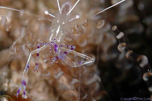 Pedersen's Cleaning Shrimp