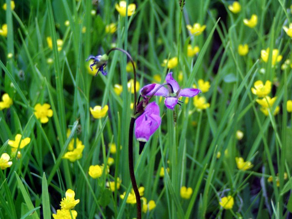 Yellow and Purple