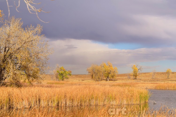 Colorado Blue grey