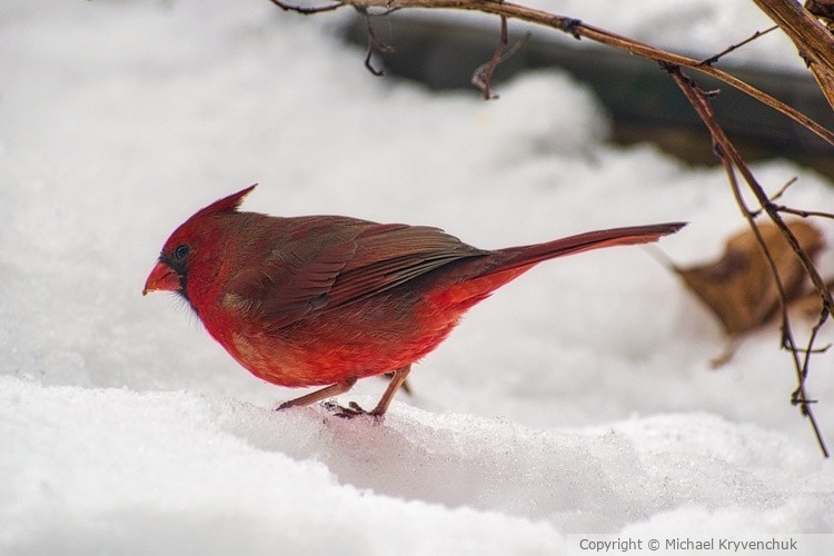 Cardinal