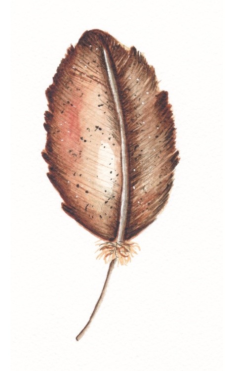 feather brown/ orange