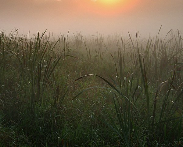The Breath Of Morning
