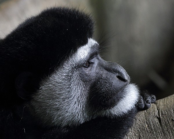 Deep In Thought