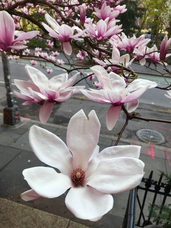 Magnolias