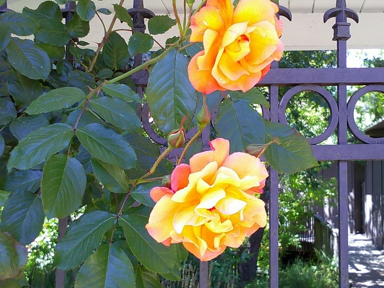 DSCF0047