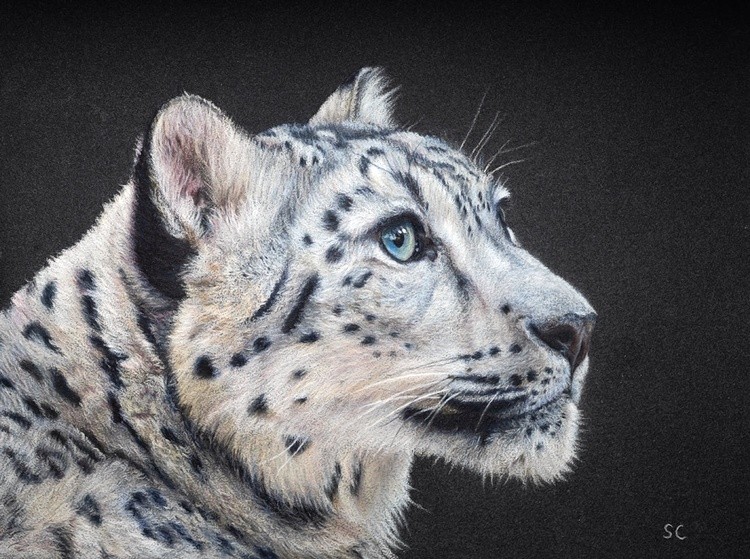 Snow leopard