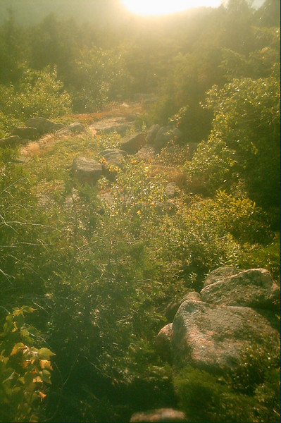 Golden Afternoon