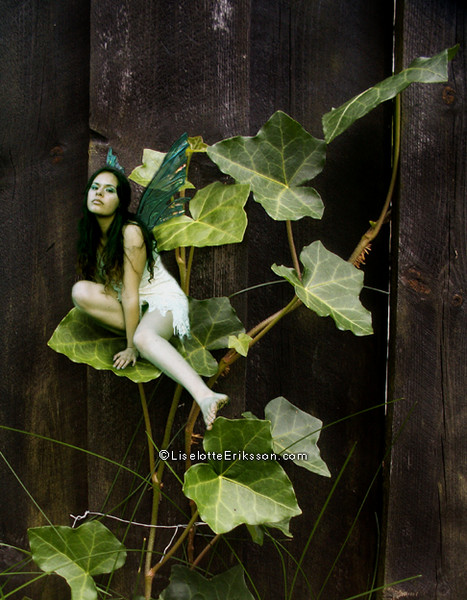 Ivy Faerie.