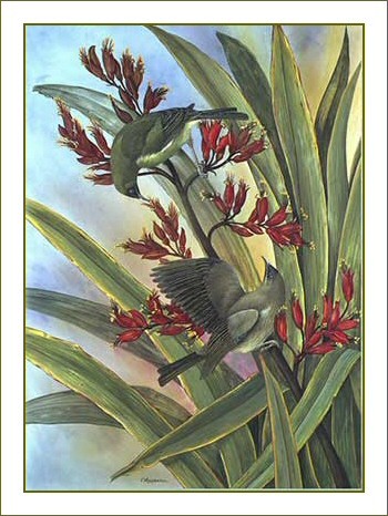 NZ bellbirds on flax