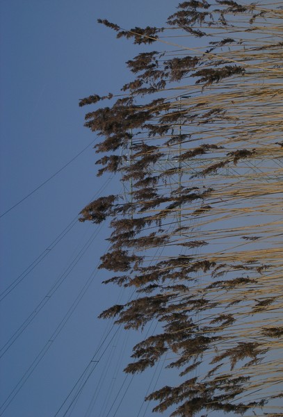 lines and feathers