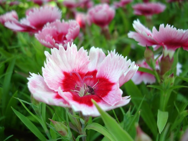 Neet-o two flowers
