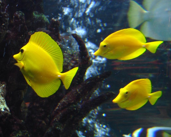 We Three Yellers