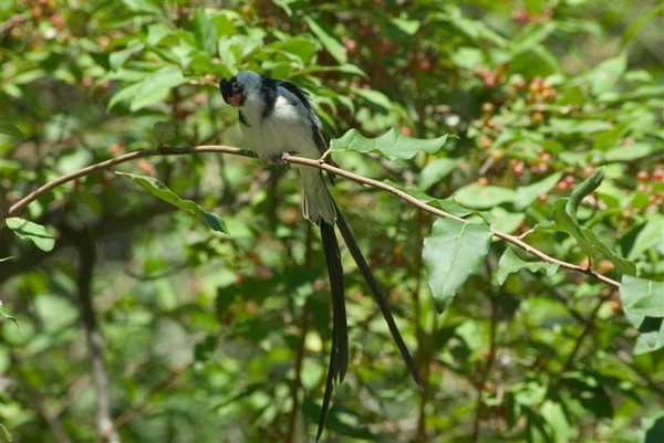 Forked Tail