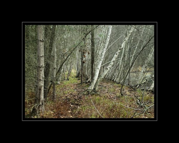 Birch Run