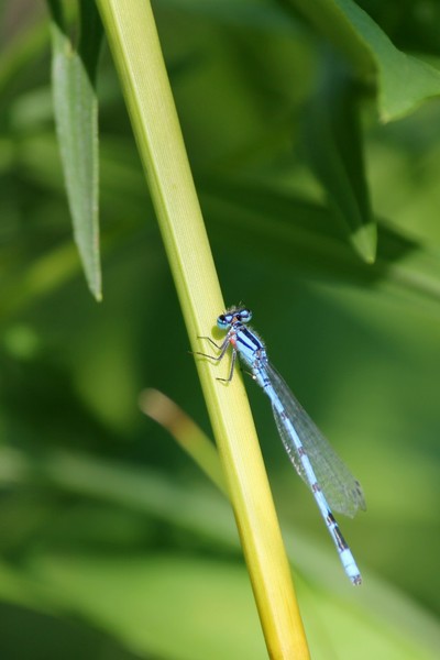 Blues
