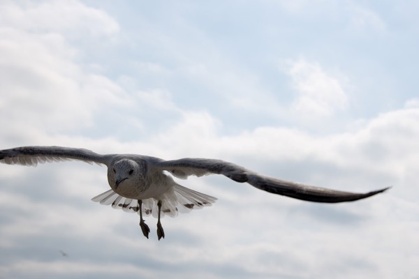 Gull IV